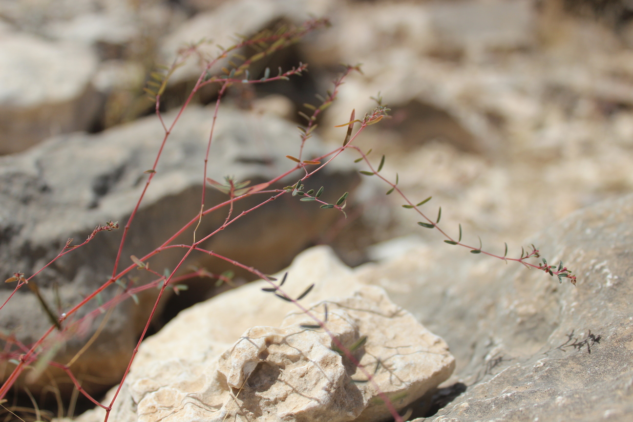 Plant Image